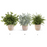 Large Potted Terracotta Herbs Assorted