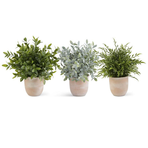 Large Potted Terracotta Herbs Assorted