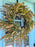 Autumn Eucalyptus Wreath