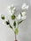 White Hops Spray
