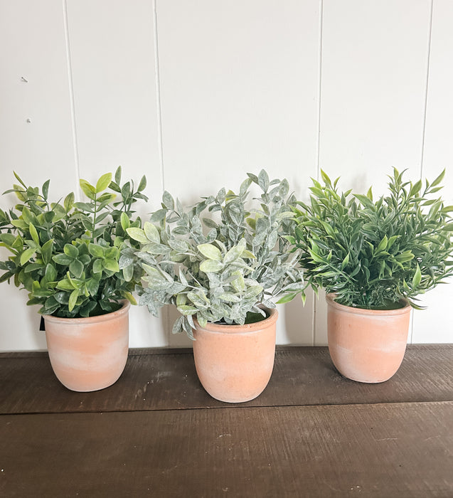 Large Potted Terracotta Herbs Assorted