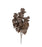 Dark Brown Purple Autumn Leaves Branch