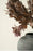 Dark Brown Purple Autumn Leaves Branch