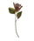Burgundy Dripping Seed Stem