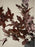 Burgundy Maple Leaf Branch